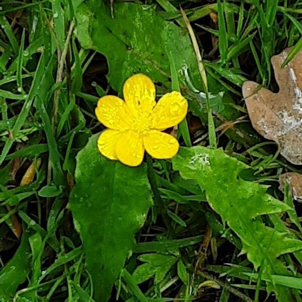 Ranunculus flammula Květ