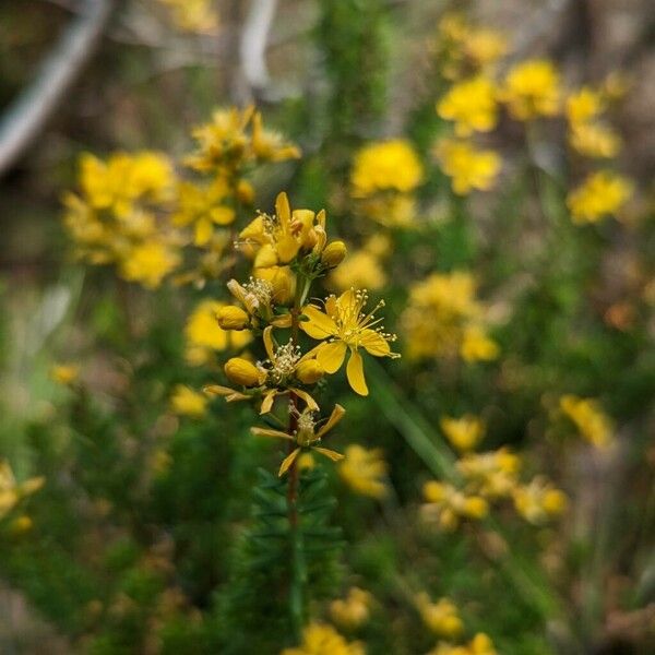 Hypericum empetrifolium Λουλούδι