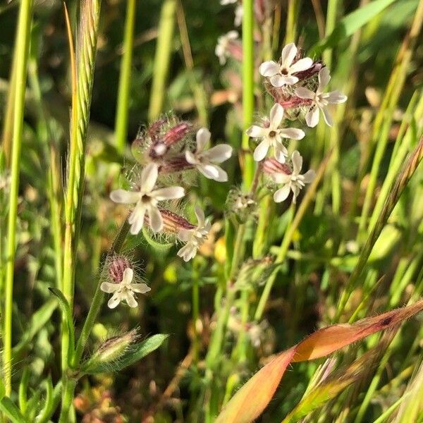 Silene gallica Blomma