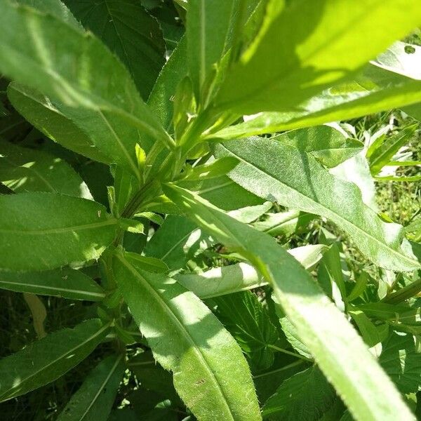 Cirsium altissimum Folha