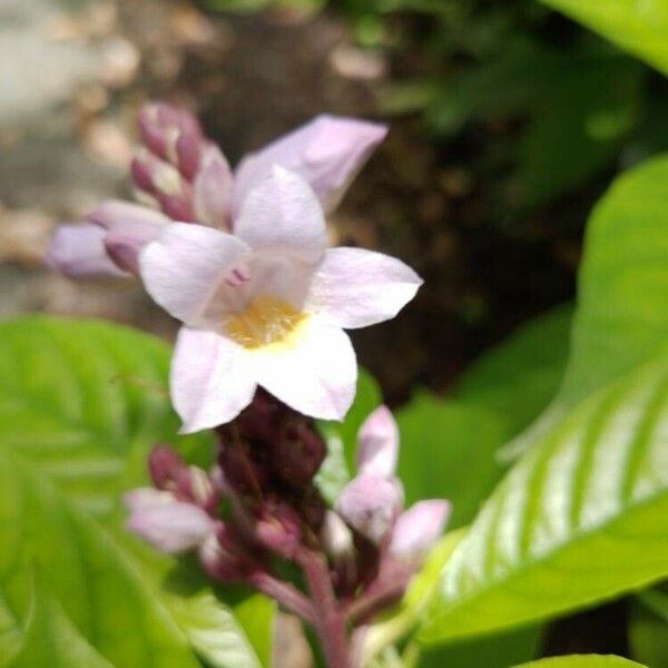 Phlogacanthus turgidus Flower