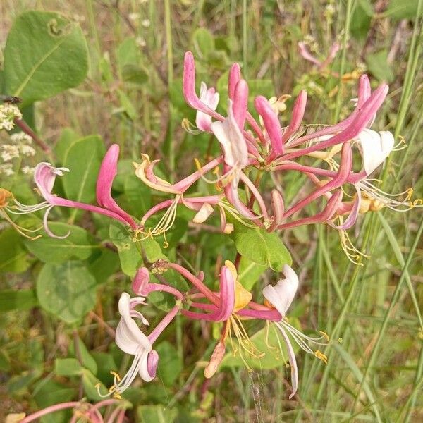 Lonicera etrusca Flor