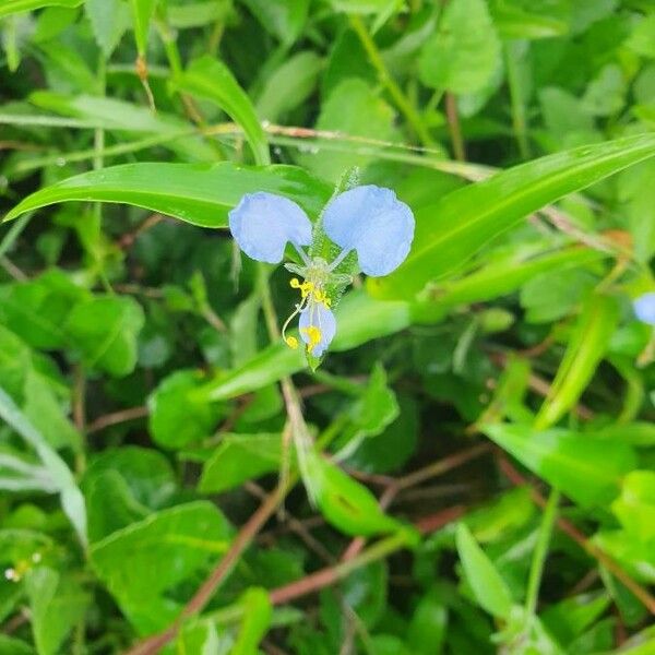 Commelina diffusa Flower