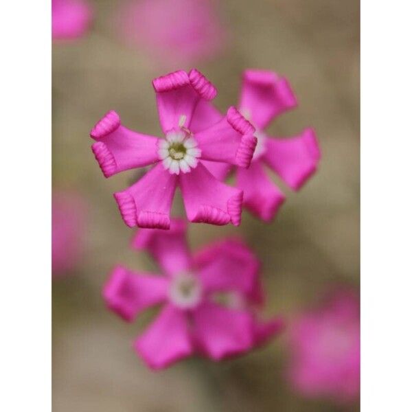 Silene scabriflora Bloem