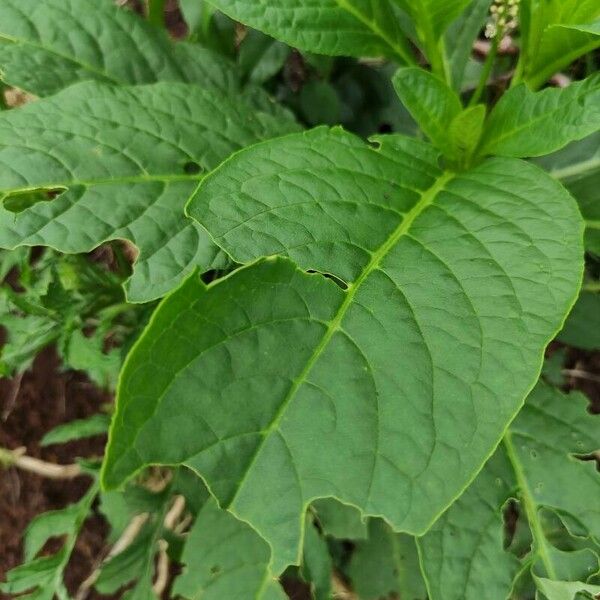 Phytolacca acinosa Лист