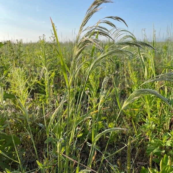 Eragrostis pilosa Blomst