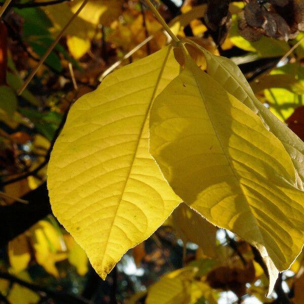 Magnolia acuminata Leaf