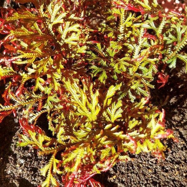 Selaginella haematodes Natur