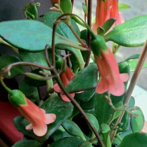 Kalanchoe manginii Kvet