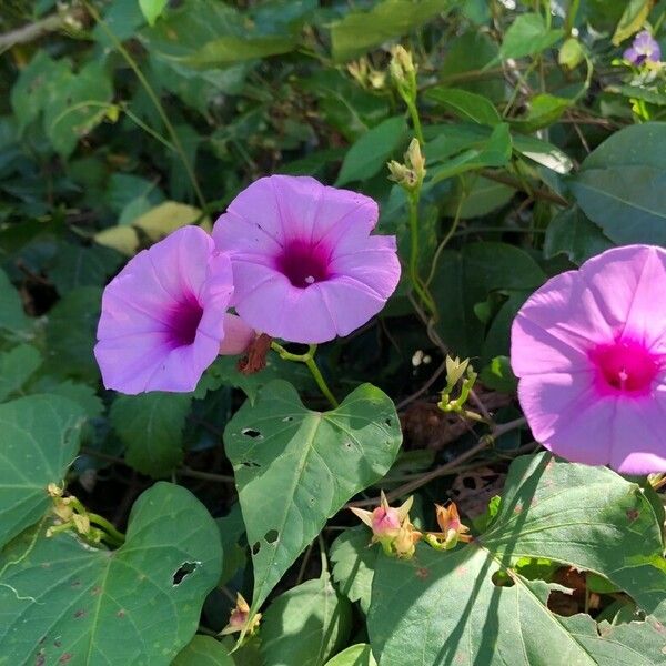 Ipomoea tiliacea 花