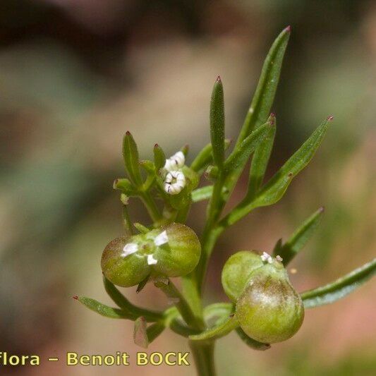 Bifora testiculata Other