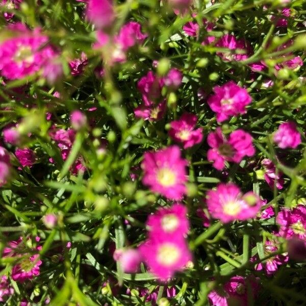 Gypsophila muralis Fleur