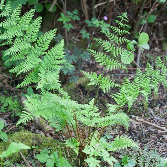 Dryopteris dilatata ഇല