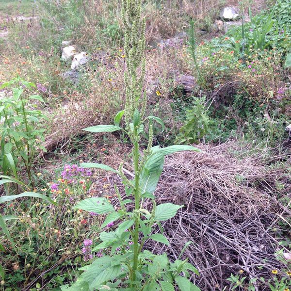 Amaranthus palmeri Habitus