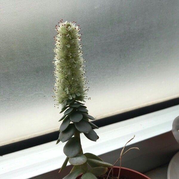 Orostachys malacophylla Flower