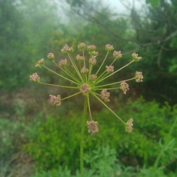 Siler montanum Flor