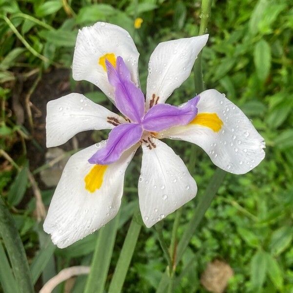 Dietes grandiflora Λουλούδι