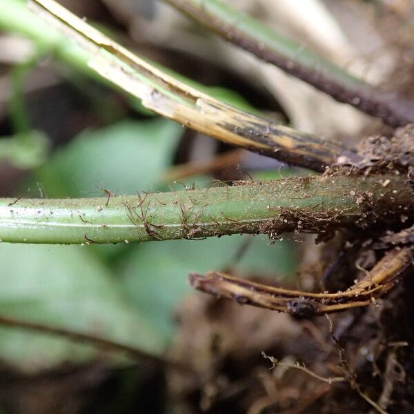 Pteris hamulosa Liść