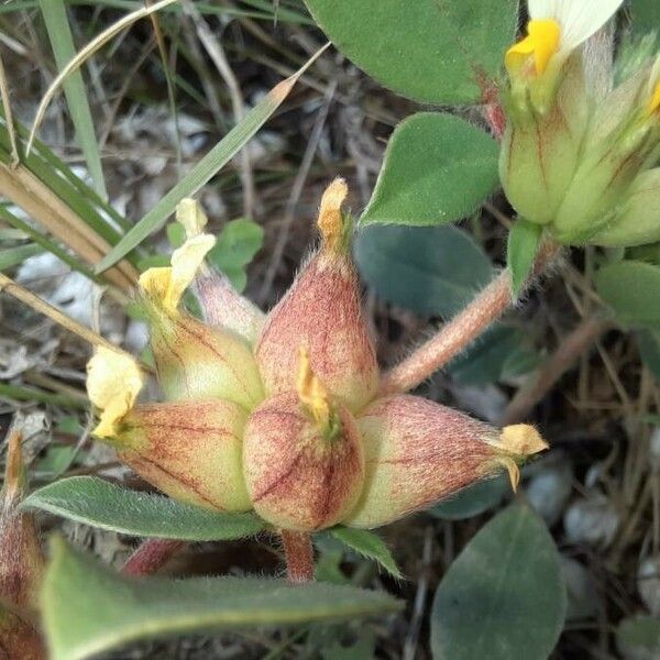 Tripodion tetraphyllum फल