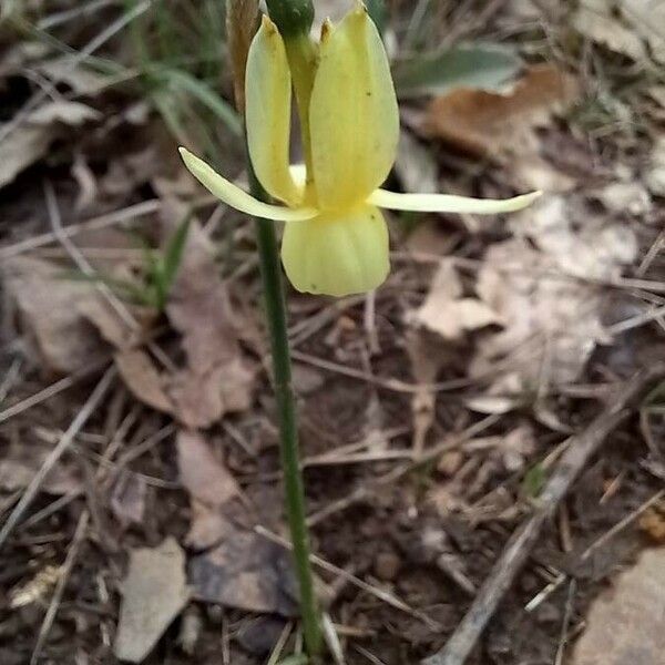 Narcissus triandrus Flower