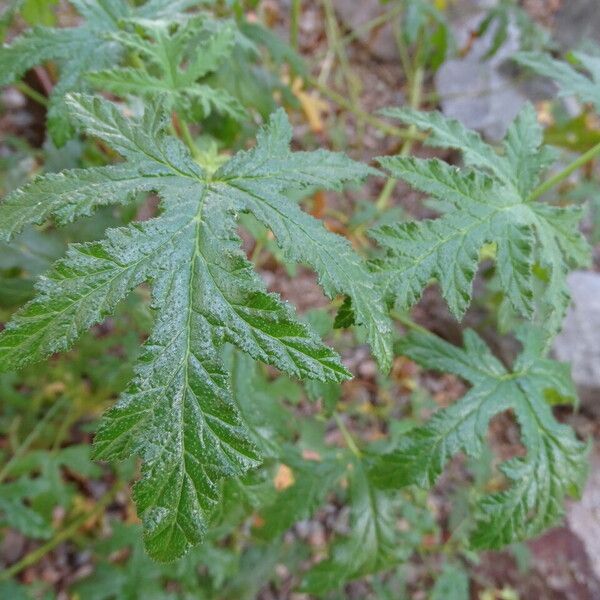 Pelargonium pseudoglutinosum