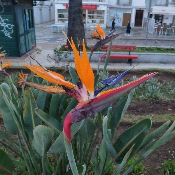 Strelitzia reginae Flower