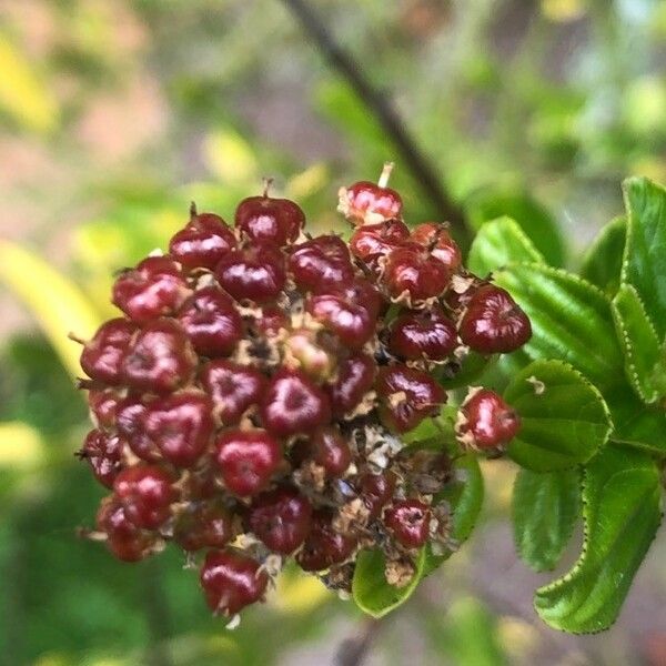 Ceanothus arboreus Owoc