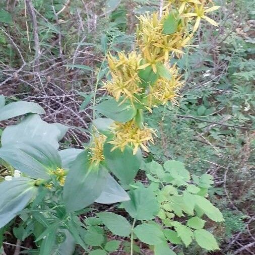 Gentiana lutea Altul/Alta