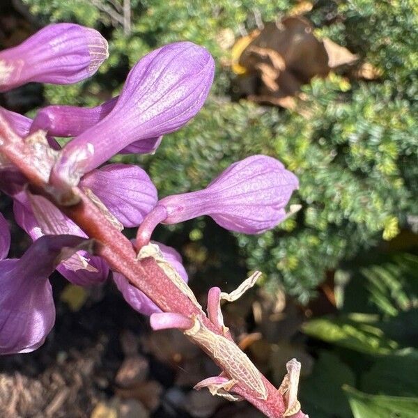 Corallorhiza striata Çiçek