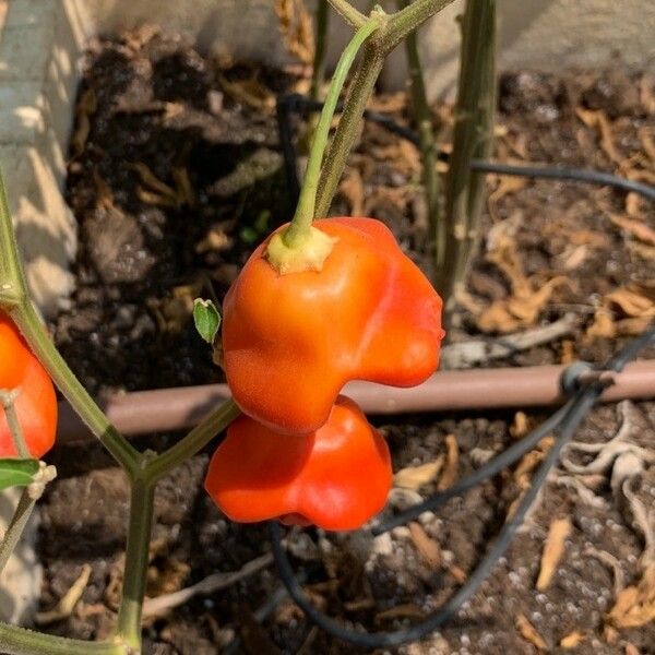 Capsicum baccatum Fruit