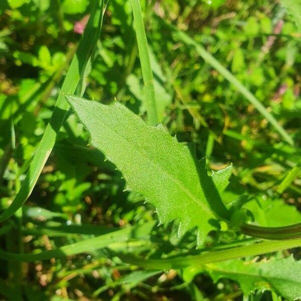 Crassocephalum picridifolium Leaf