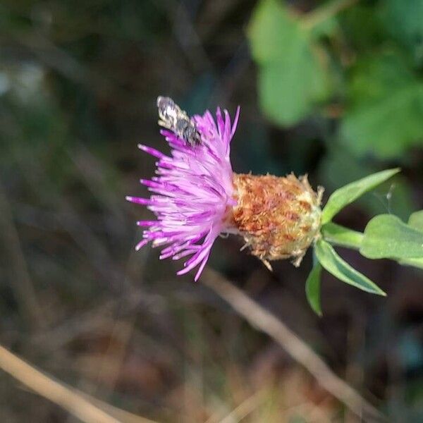 Centaurea nigrescens Кветка