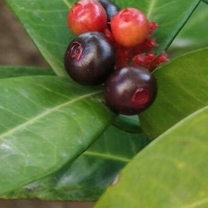 Ixora finlaysoniana Φρούτο