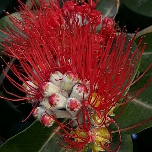 Metrosideros excelsa Flower