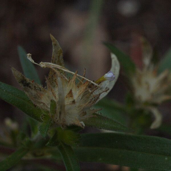 Collomia linearis 果実