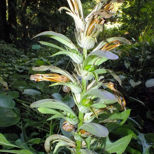 Acanthus hungaricus 花