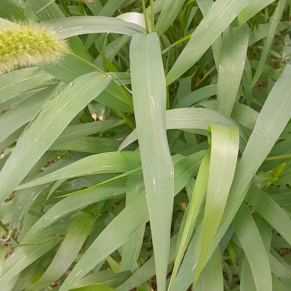 Setaria italica Deilen