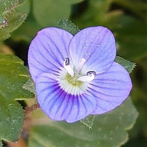 Veronica persica Cvet