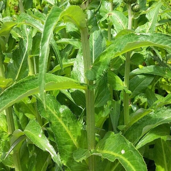 Cirsium heterophyllum موطن