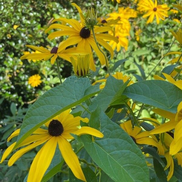 Rudbeckia subtomentosa Flower