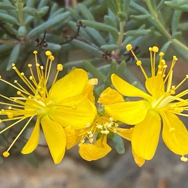 Hypericum empetrifolium Blüte