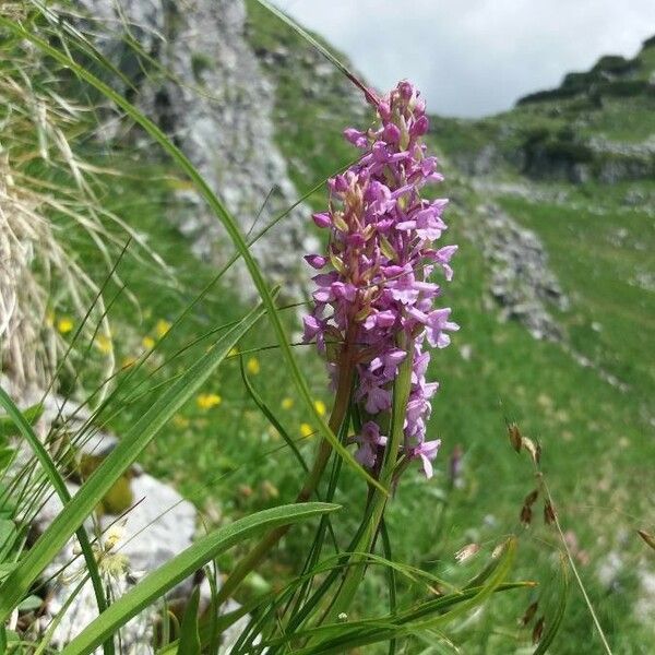 Gymnadenia conopsea Blomst