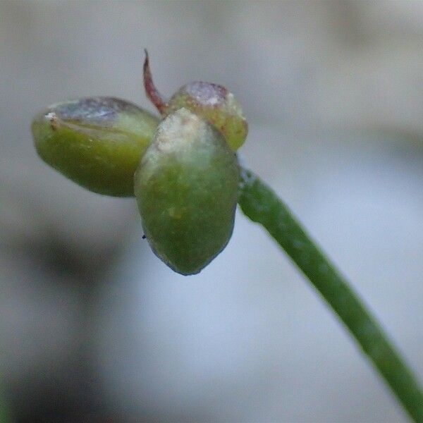 Ranunculus seguieri Fruit