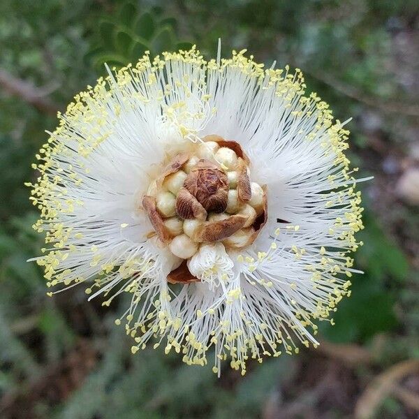 Calliandra haematocephala Flower