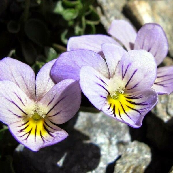 Viola crassiuscula Цветок