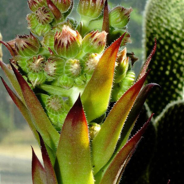 Sempervivum montanum Leaf