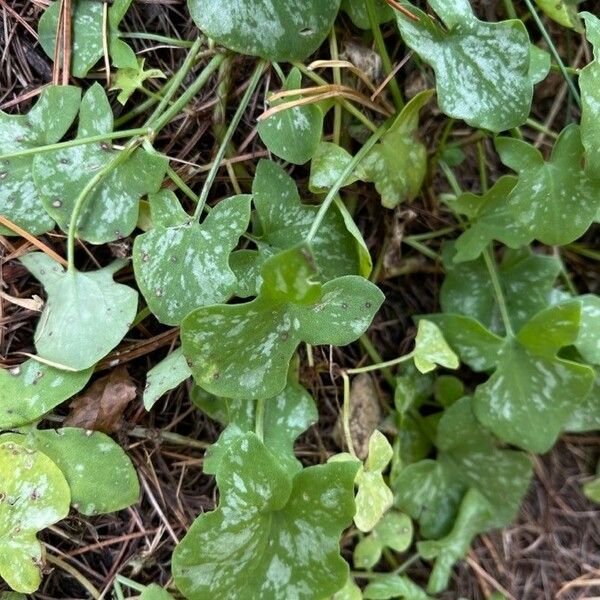 Rumex scutatus Blad