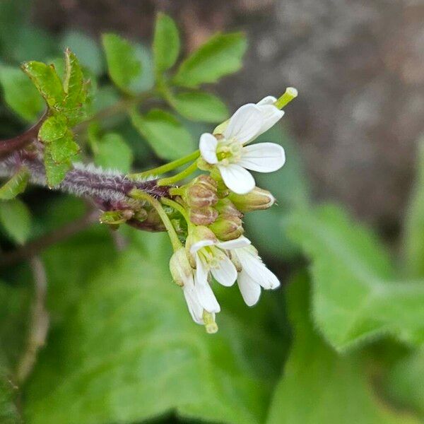 Cardamine flexuosa Flower