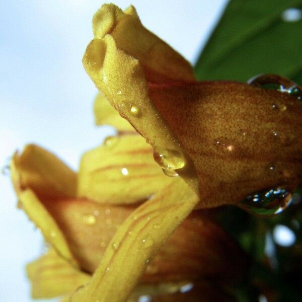 Bignonia hyacinthina ᱡᱚ
