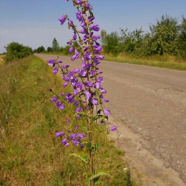 Campanula bononiensis Yaprak